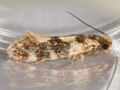 Triaxomasia caprimulgella